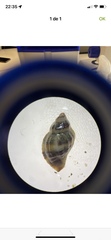 Ocenebra edwardsii