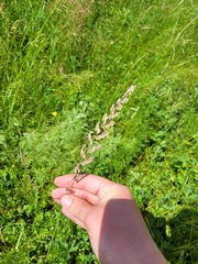 Beckmannia eruciformis