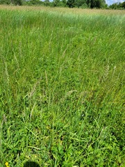 Beckmannia eruciformis