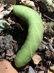 Smerinthinae