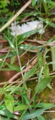 Agriocnemis pieris