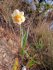 Narcissus