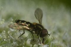 Melangyna labiatarum