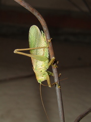 Tettigonia cantans