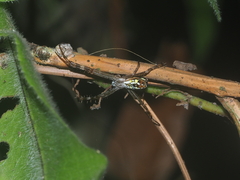 Argiope dang
