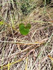 Dioscorea heteropoda