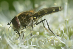 Melangyna labiatarum