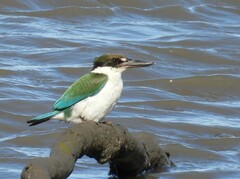 Todiramphus sordidus