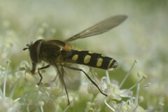 Melangyna labiatarum