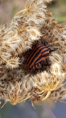 Graphosoma italicum