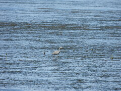 Egretta novaehollandiae