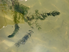 Ceratophyllum