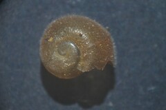 Elona quimperiana