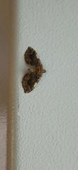 Pelurga comitata