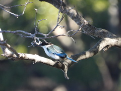 Todiramphus sordidus