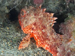 Scorpaena notata