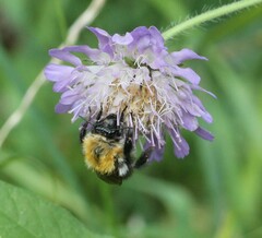 Bombus pascuorum