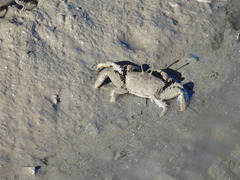 Macrophthalmus