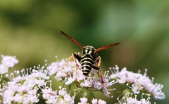 Polistes nimpha