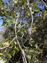 Protobalandricus spectabilis