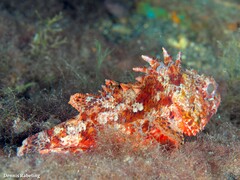 Scorpaena notata