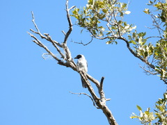 Coracina novaehollandiae