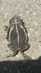 Incilius nebulifer