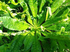 Helminthotheca echioides