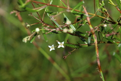 Zieria laxiflora