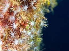 Canarya canariensis