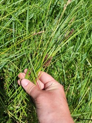 Carex melanostachya