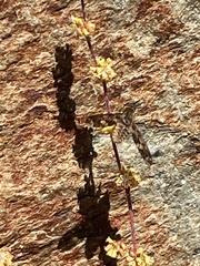 Poecilanthrax arethusa