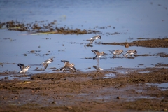 Charadrius hiaticula