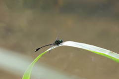 Burmagomphus vermicularis