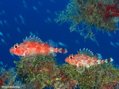 Scorpaena maderensis