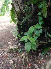 Miconia crenata