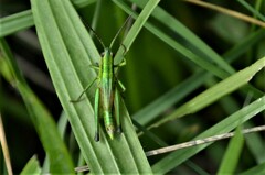 Euthystira brachyptera