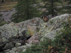 Marmota marmota