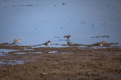 Charadrius hiaticula