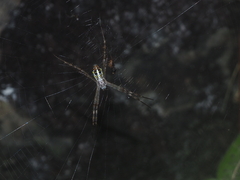 Argiope dang