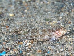 Vanneaugobius canariensis