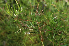 Zieria laxiflora