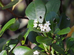 Aegiceras corniculatum