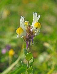 Linaria triphylla