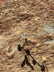 Poecilanthrax arethusa