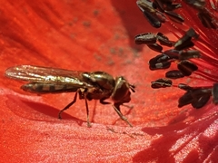 Platycheirus albimanus