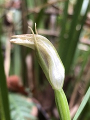 Pterostylis hildae