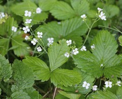 Arabidopsis arenosa