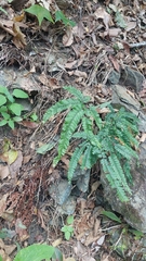 Adiantum hispidulum