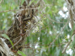 Dendrobium canaliculatum